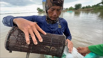 Đặt Lợp Cá Chạch Cuộc Sống Mưu Sinh Mùa Lũ Năm 2025 | hunting | - TT2287