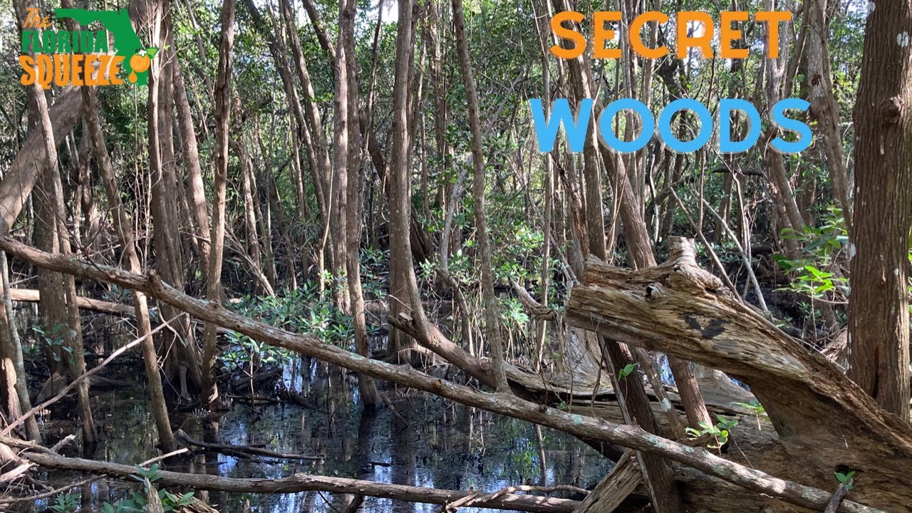 Secret Woods New River Trail