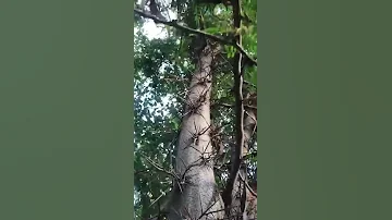 терновник