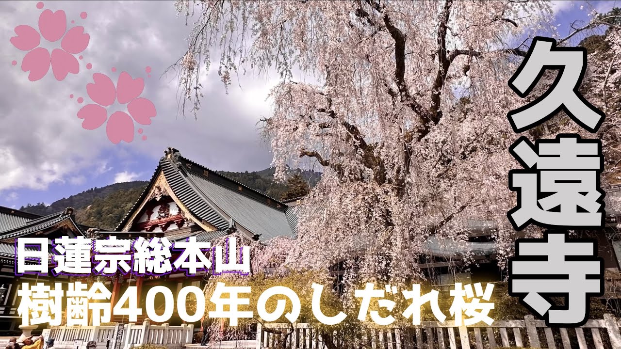 4K映像』日蓮宗総本山、身延山久遠寺 しだれ桜 2023年3月28日 - YouTube