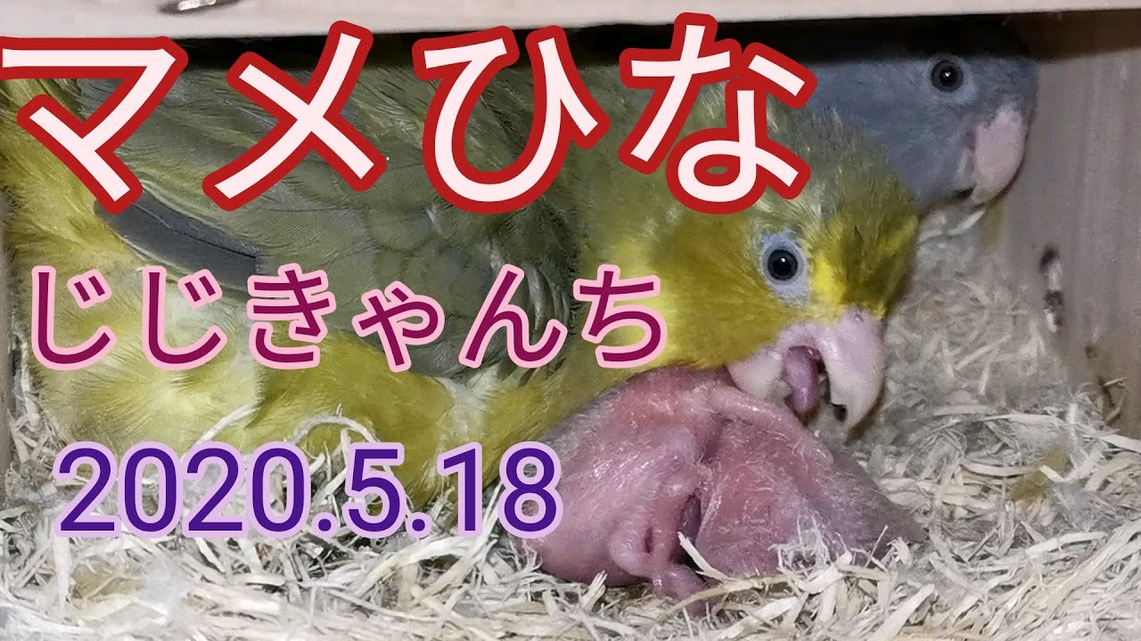マメの成長とお便り🐣