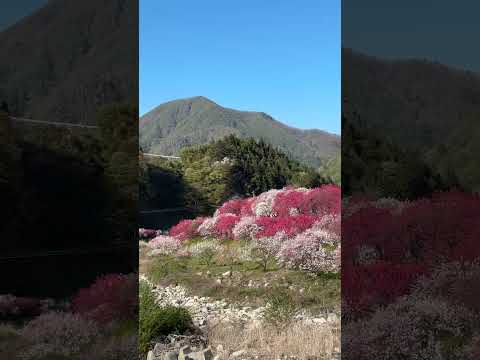 花桃が満開♪「花桃の里」長野県阿智村、上流の橋から下流側、2025.4.29。川沿いに咲くたくさんの花桃、まるで桃源郷♪深紅、薄桃色、入り混じりとてもきれい♪観光客も超絶多数！園原ICの手前から大渋滞