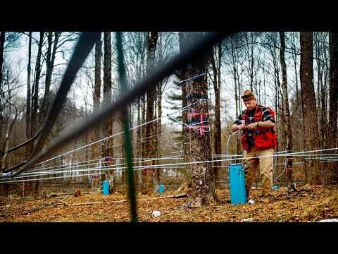 Cornell Maple Research