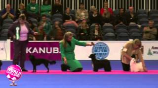 Best Junior - Eukanuba World Challenge 2015 by EukanubaEurope 2,681 views 8 years ago 22 minutes