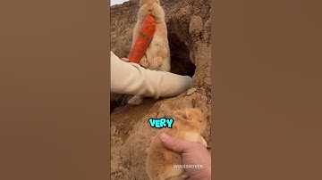How to pick up a cute baby rabbit #rabbit #animals #usa