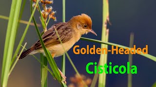 Golden-headed Cisticola | Golden Bird | Why we call it Golden-headed Cisticola |