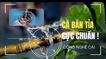 Cá Lội Nước: Nghệ Thuật Bắn Tỉa Từ Dưới Mặt Nước