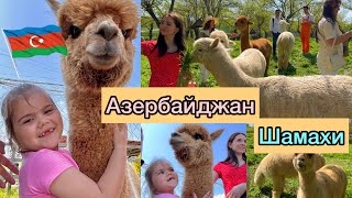 Азербайджан/Шамахи/Едем в гости / Лама -Ферма / плюшевые ламы