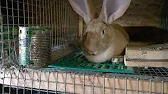 Кроличья ферма City rabbit