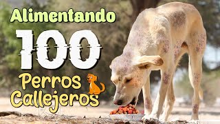 Alimentando 100 Perros Callejeros  | #PatitasChallenge | El Piuranito