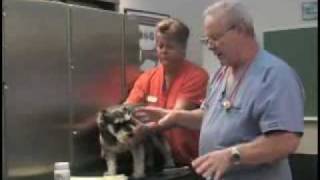 Dr David Randall For Flexpet