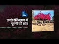        rajasthan  bougainvillea  the better india hindi