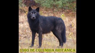 ¿Qué es el Lobo de Columbia Británica? | Lo sé todo en Español