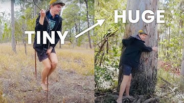 How to Climb Trees of ANY SIZE - Small to Big