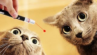 ШОК! Реакция на лазер. Милые котики , котята, забаывные коты ШОК! Реакция на лазер. Милые котики , котята, забаывные коты