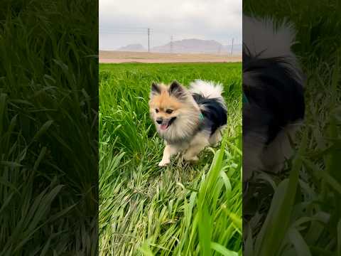 شایدازچشم تو اون یه حیوان باشه امابرای من قلبیه که میتپد روحی است ک احساس دارد ونوریست ک عشق میبخشد