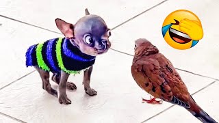 Funny Cats And Dogs Videos 🤣 - Funniest Animal Videos 2023! 🤗 by Fluffy Life 67,408 views 9 months ago 15 minutes