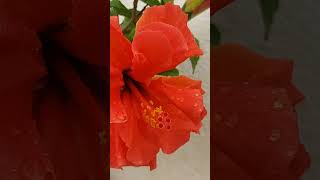 3 Interesting facts of Hibiscus flower