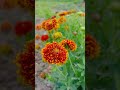 😍My Instagram kapilop07 ￼#viral #shortvideo #tiktok #instagram #reels #kisan #shorts 💯