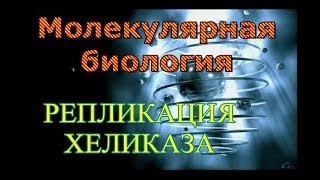 Молекулярная биология Репликация, хеликаза.