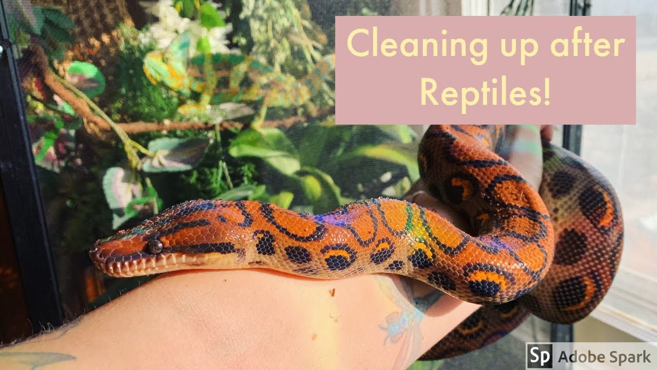 Understanding reptile enclosure cleaning protocols