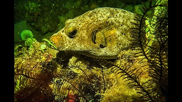 Surat Az-Zalzalah | Surah Zilzal | 099 | سورة الزلزلة | सूरह ज़ीलज़ाल | Abdullah Al-Khalaf