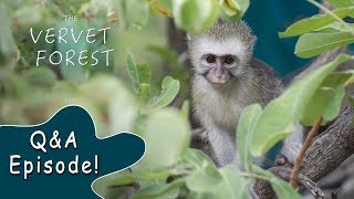 Answers To Your Questions About Vervet Monkeys  Vervet Forest  Q&A #1