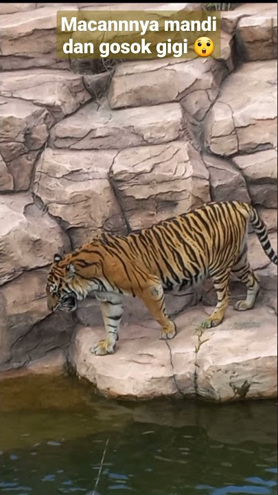 Begini cara MACAN mandi dan gosok gigi😊 #shorts #tiger #animals #funnyanimals #macan #hewan