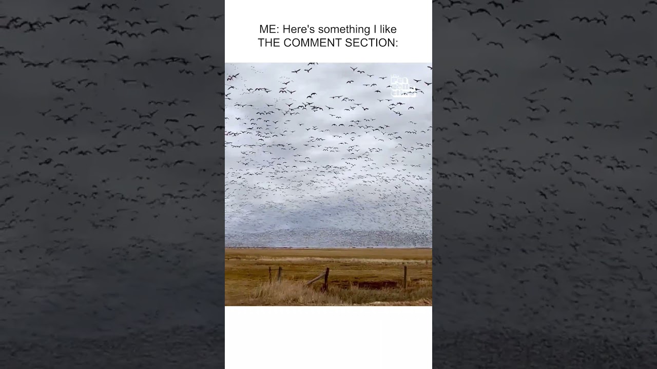 HUGE Flock of Birds Swarm Field 🐦🪽🙃  