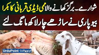 Lahore: Meet The "Mommy-Daddy" Goat That Eats Shawarma And Burgers - Owner Demands Rs. 450,000