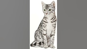 How to draw a cat step by step video tutorial