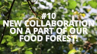 #10 New collaboration on a part of our food forest!