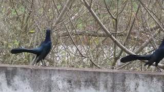 Great-tailed Grackle by Mila  57 views 1 month ago 1 minute, 32 seconds