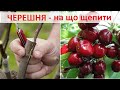 Черешня на що щепити Варіанти підщеп для черешні лісова черешня вишня антипка та ВСЛ 2