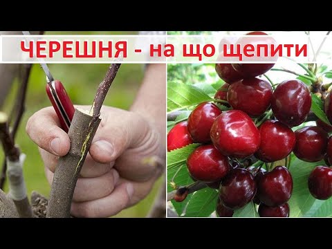 Черешня на що щепити Варіанти підщеп для черешні лісова черешня вишня антипка та ВСЛ 2 