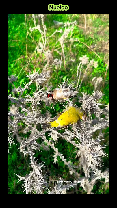 Wah kok bisa ya? Burung pandai