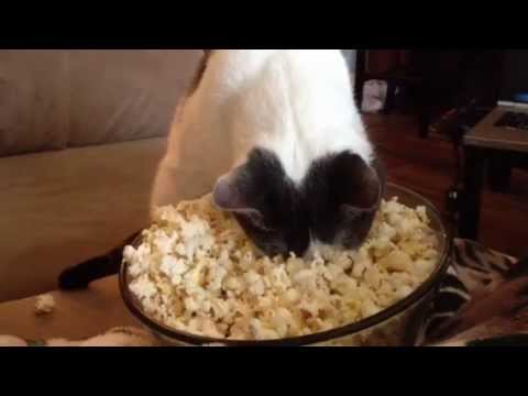 Popcorn Face Warming Cat - YouTube