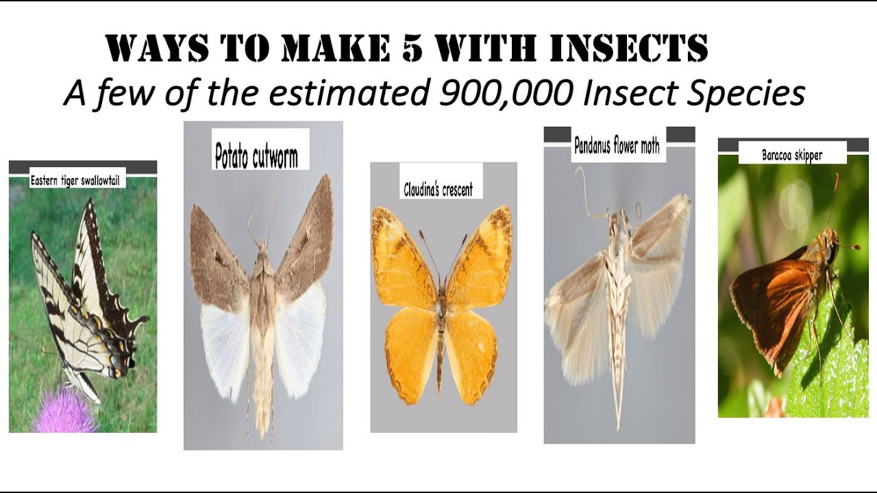 Fun With Numbers by Adding Ways to Make 5 With Insects #3 - YouTube