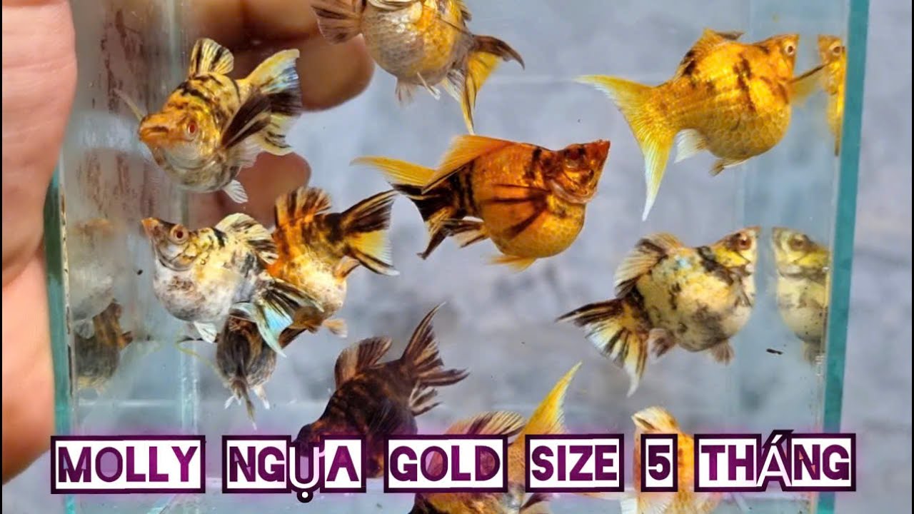 Số 23  - Cập nhật molly siêu đẹp mà rẻ - tuyển giống - molly ngựa gold