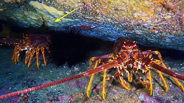 Lặn Biển Trường Sa Bắt Tôm Hùm | 2 Ngày Đêm Chạy Đến Vùng Biển 320 Hải Lý