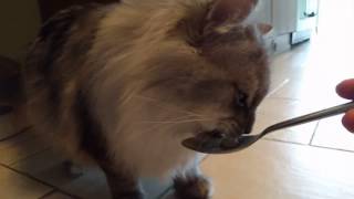 Cat Brain Freeze by Melanie Ratha 1,783 views 7 years ago 27 seconds