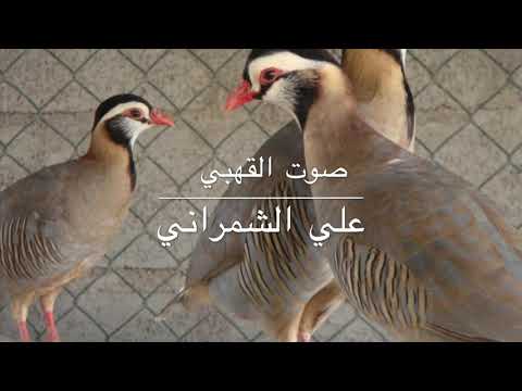 صوت القهبي