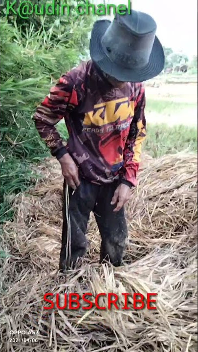 se'orang bapak mncari jamur jerami..konon tanya rasa nya enak bangt