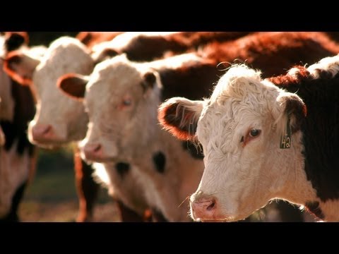  Mad  Cow  Disease Confirmed in Fourth U S Case YouTube