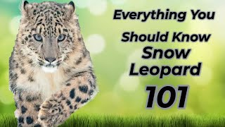 Snow Leopard 101: Everything you should know! by ANIMAL LYFE 208 views 6 months ago 2 minutes, 44 seconds