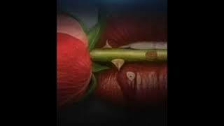 Showtam - TABASAMU |Audio|