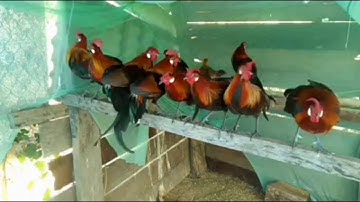 Saib qaib qus 100% dawb ntsej coob heev