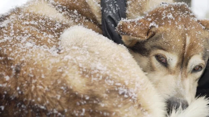 Bear Witness: A Year in the Wilderness