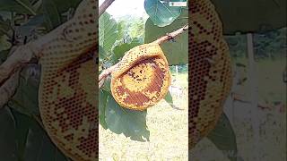 Raw Forest Kombu Honey - Extraction