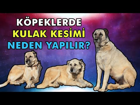 Video: Bir Köpeğin Kulaklarının Kokmasına Neden Olan Nedir? Köpeğinizin Kulaklarını Evde Neden Ve Nasıl Temizleyeceğinizi Öğrenin